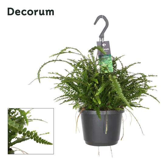 Nephrolepis Co Duffii