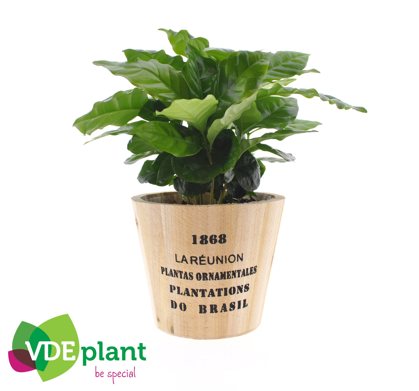 Coffea Arabica Hout Nairobi