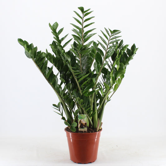 Zamioculcas Zamiifolia 10pp