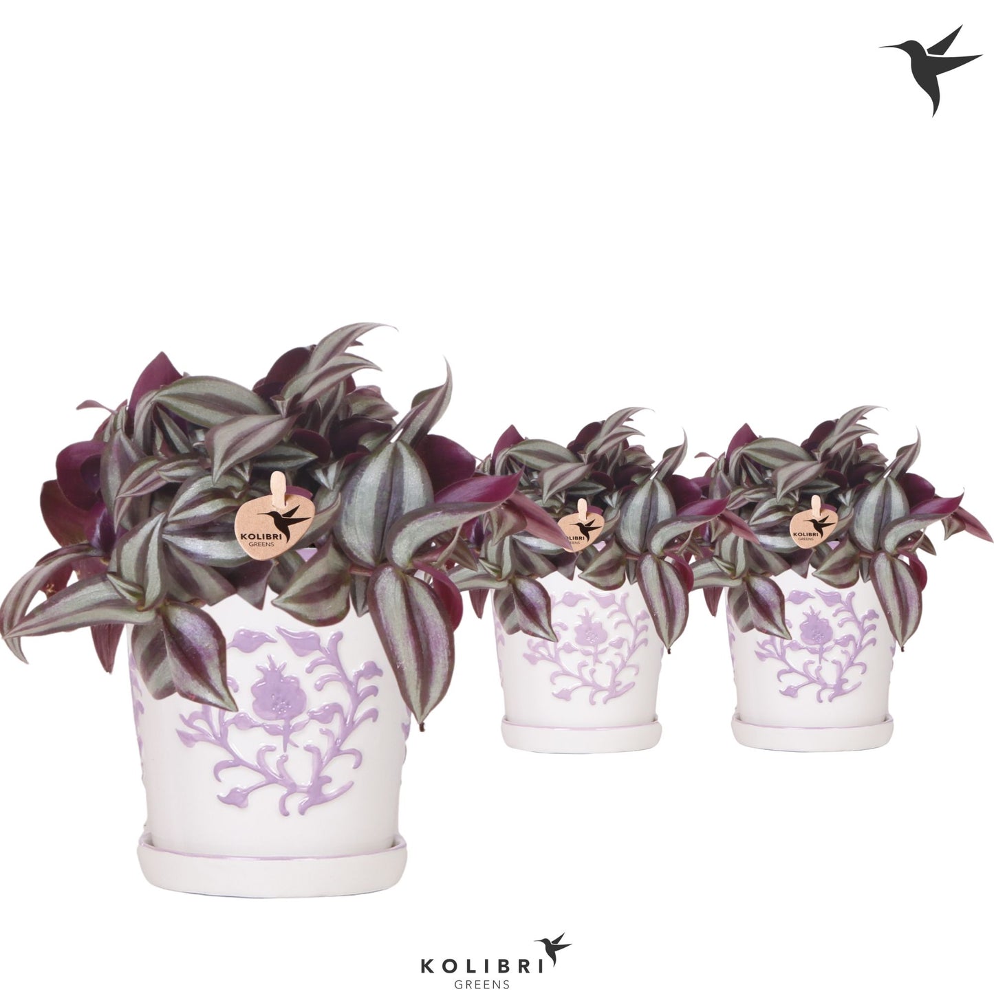 Trad Zebrina Keramiek Malaga