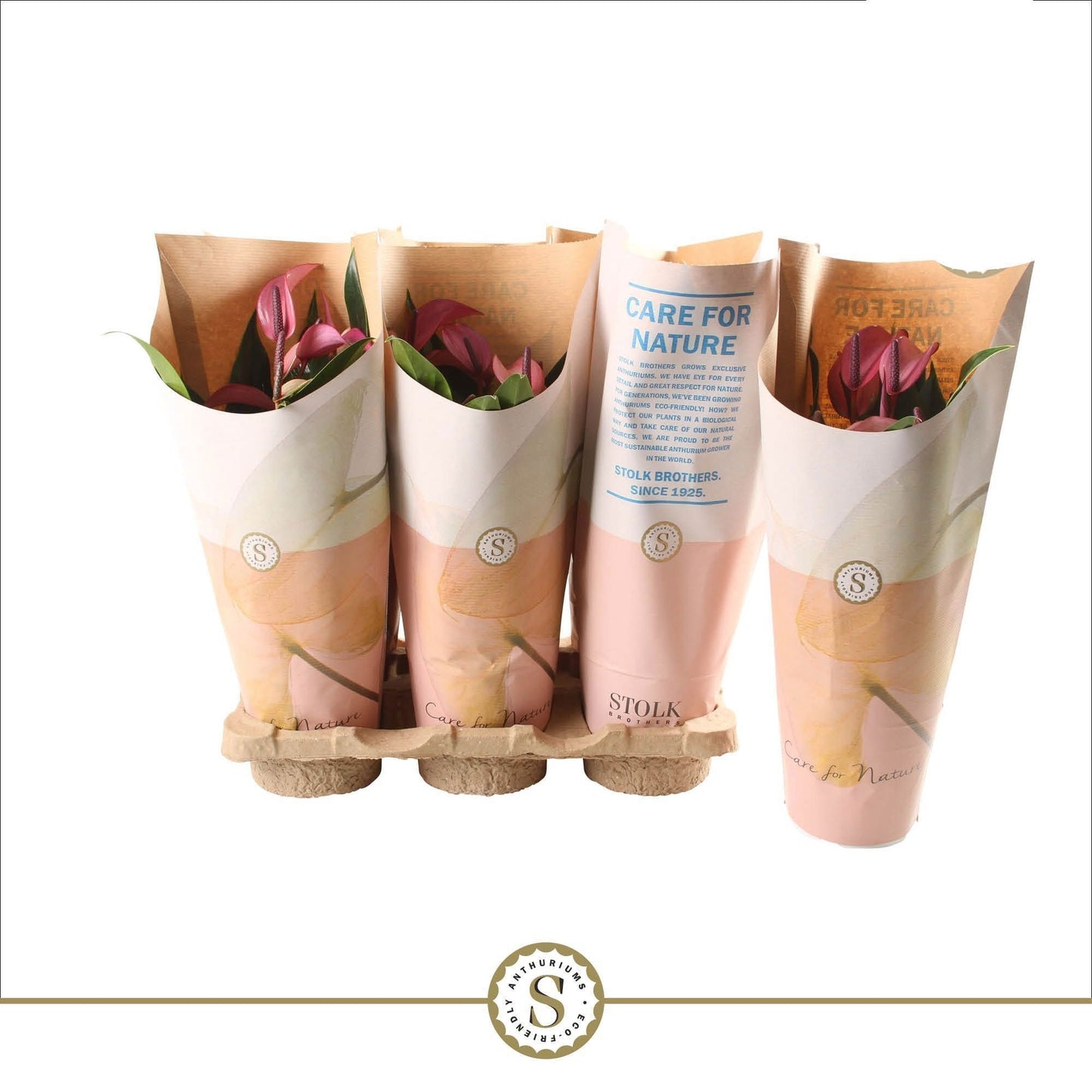 Anthurium St Zizou Feel Green