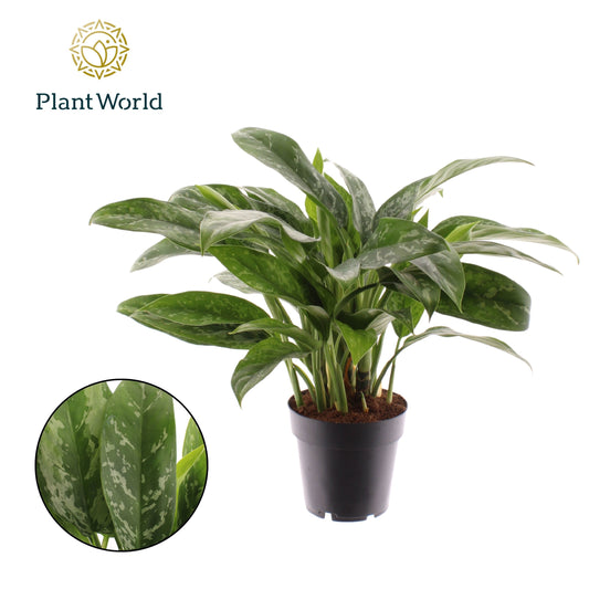 Aglaonema Green Lady