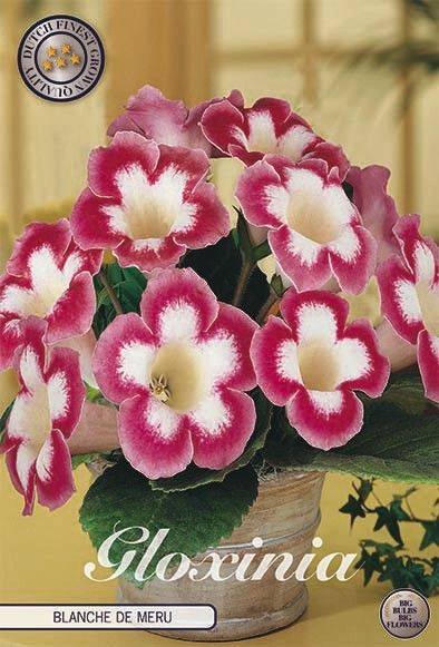 Bloembol Gloinia Blanche De Meru (1) 5/6