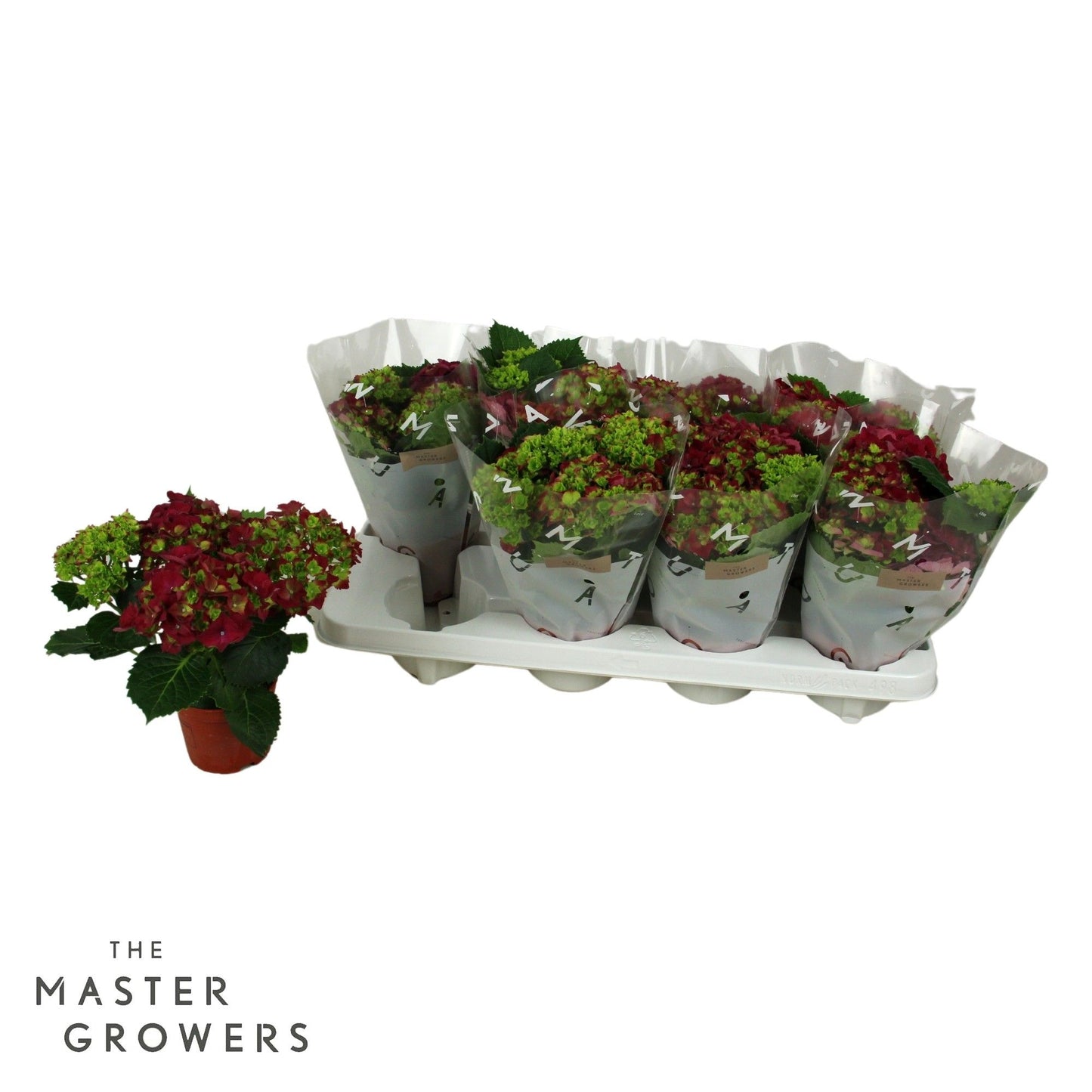 Hydrangea M Speedy Red 3+