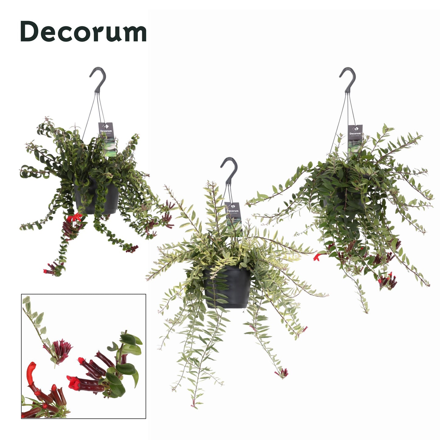 Aeschynanthus Gemengd Bloeiend