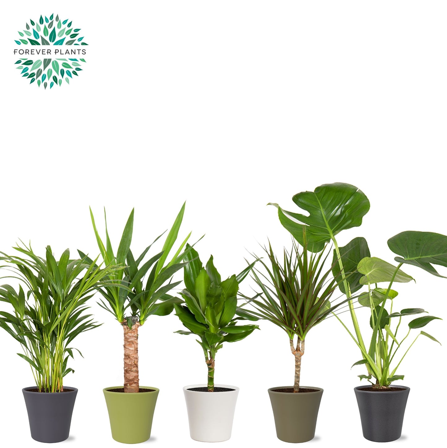 Ov Kamerplanten Gemengd Keramiek Coco