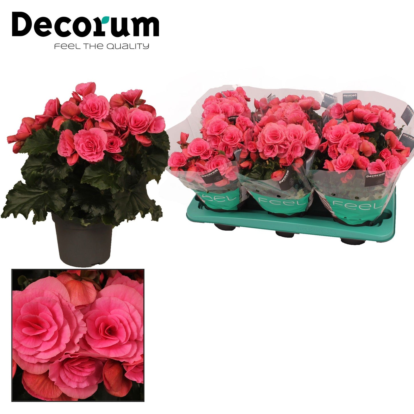 BegoniaDu Paars Berseba