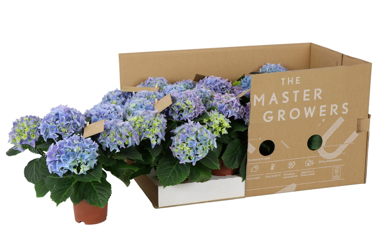 Hydrangea Macrophylla Fabolo