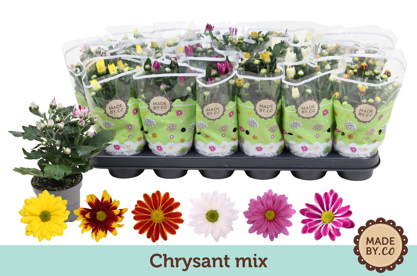 Chrysanthemum Gemengd Classic
