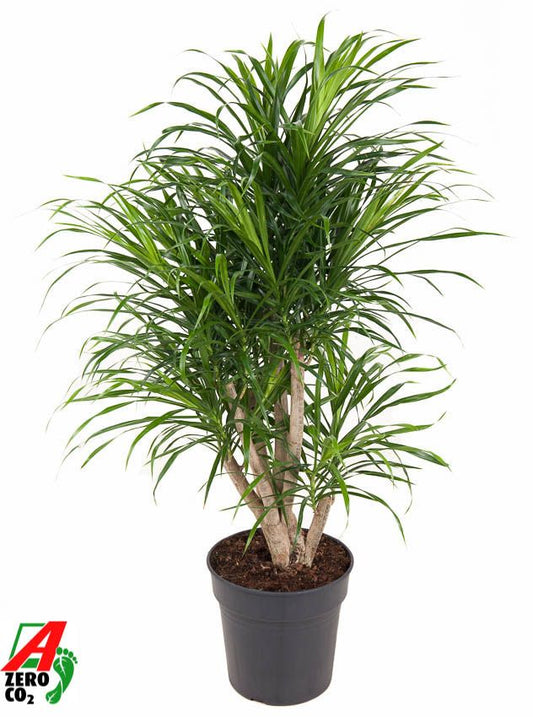 Dra Re Anita Variegata Vertakt