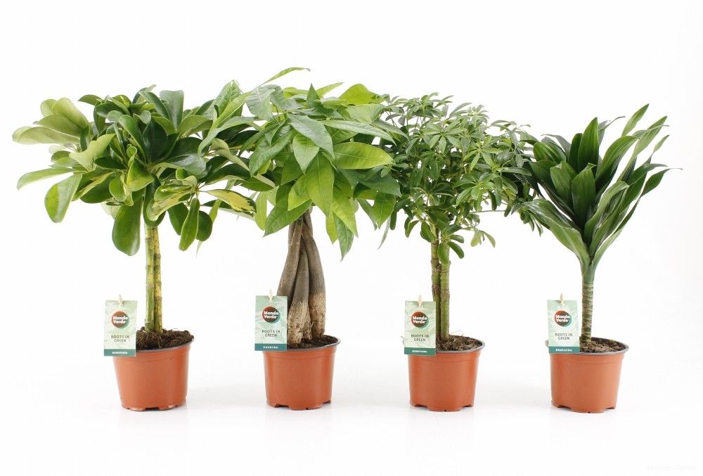 Ov Kamerplanten Gemengd Stam