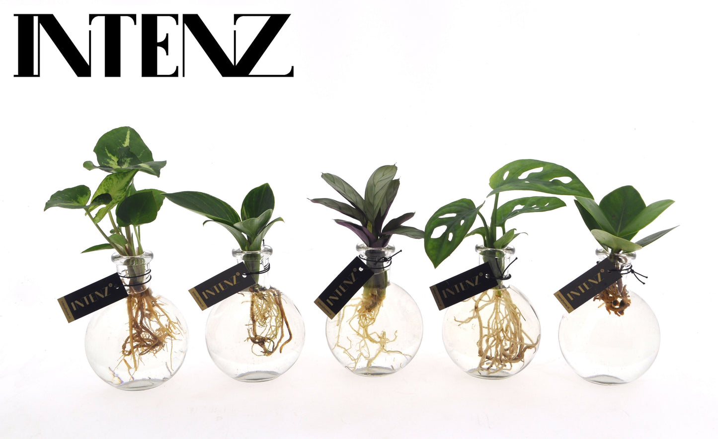 Opm Intenz Gemengd Glas Samoa