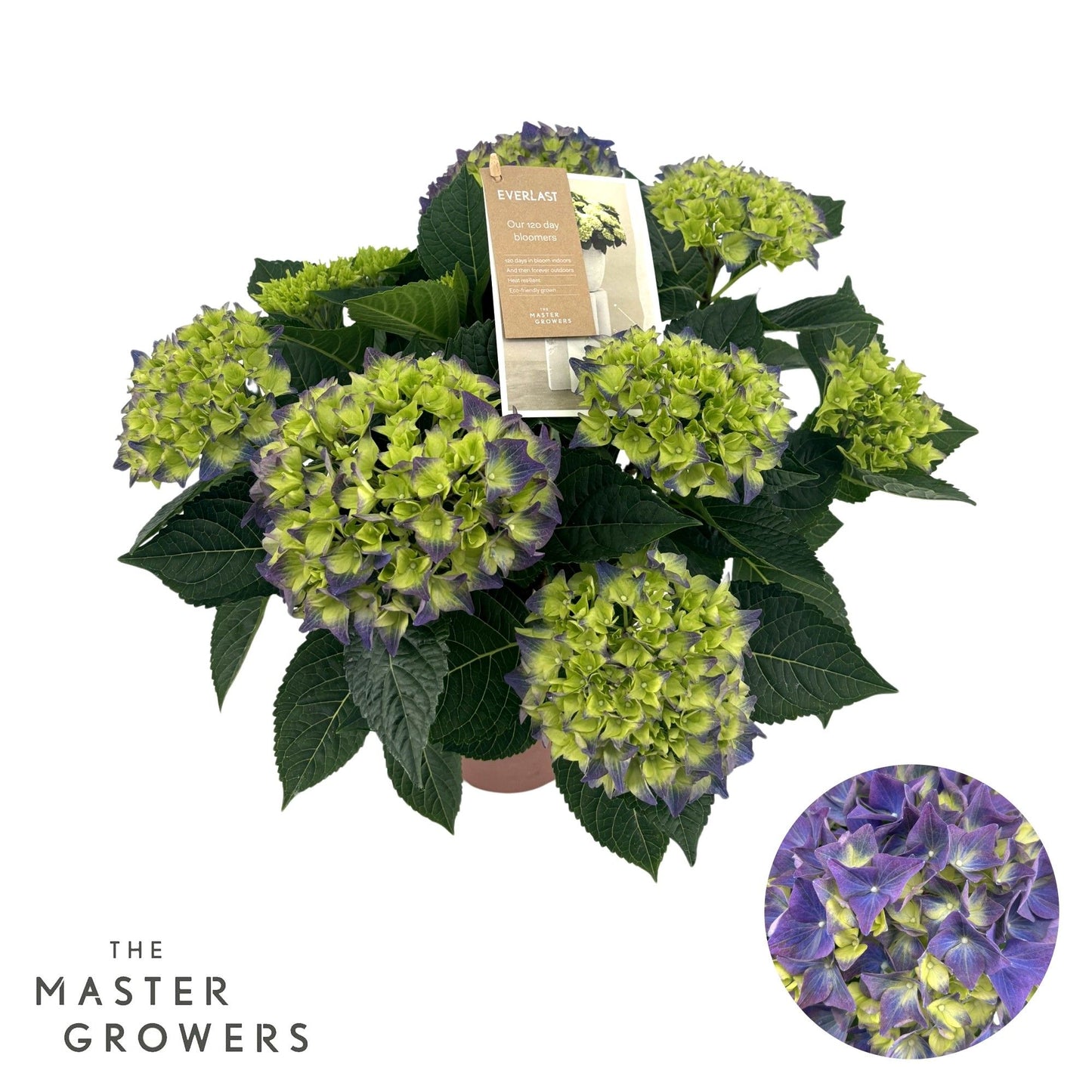 Hydrangea M High Ocean Blue 7+