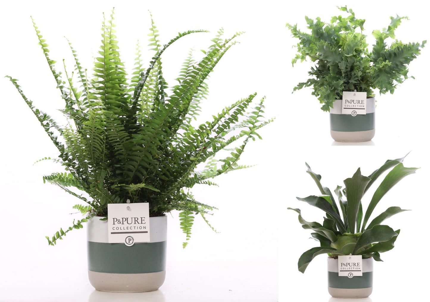 Nephr Gemengd Keramiek Lauren