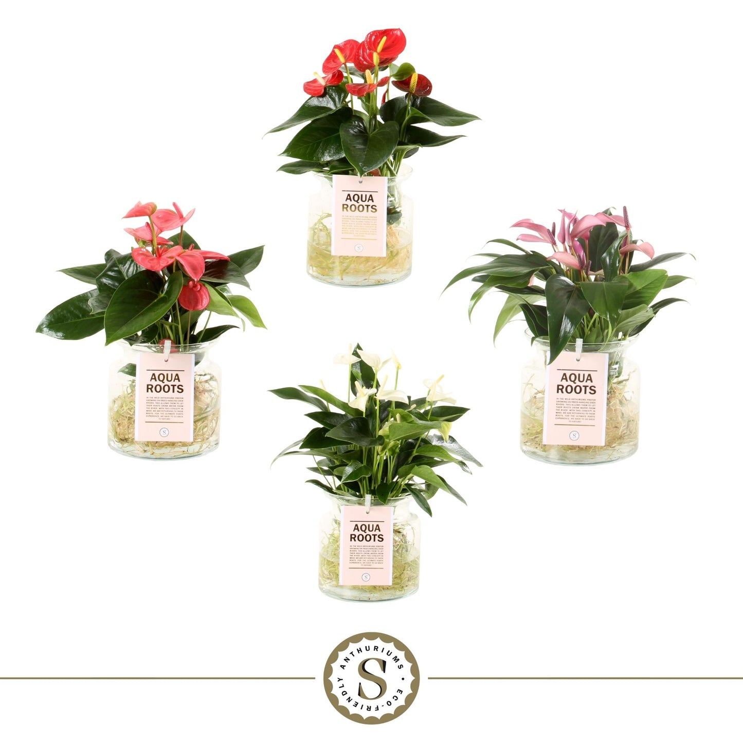 Anthurium St Gemengd 3kl Glas Aqua Roots