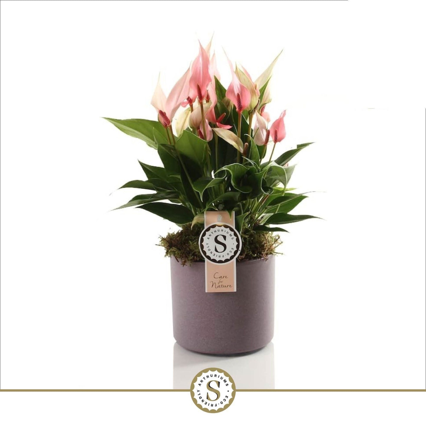 Anthurium St Lilli Keramiek Bari Purple