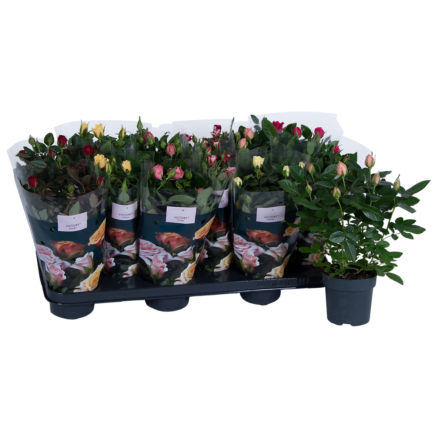 Rose Victory Gemengd