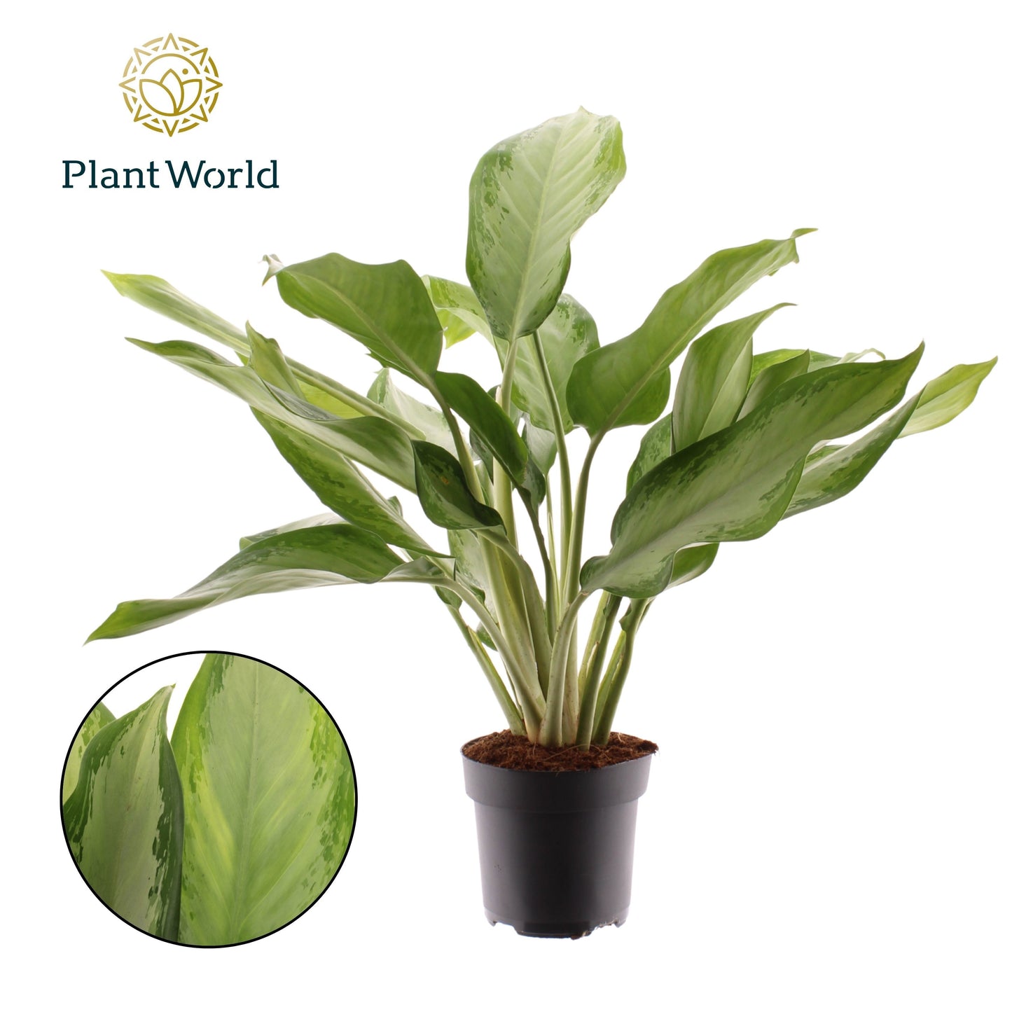 Aglaonema Cleopatra