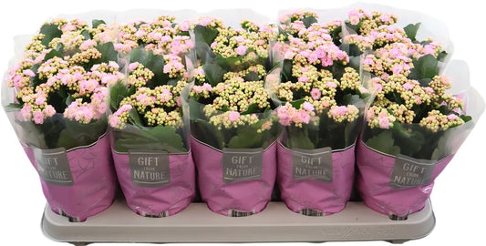 Kalanchoe Gev Roze Perfecta Pink