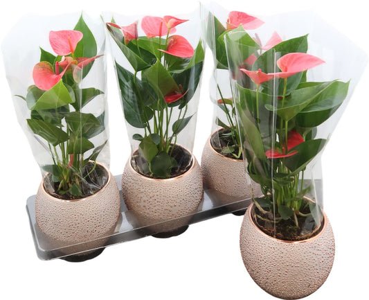 Anthurium An Pink Keramiek Bolpot