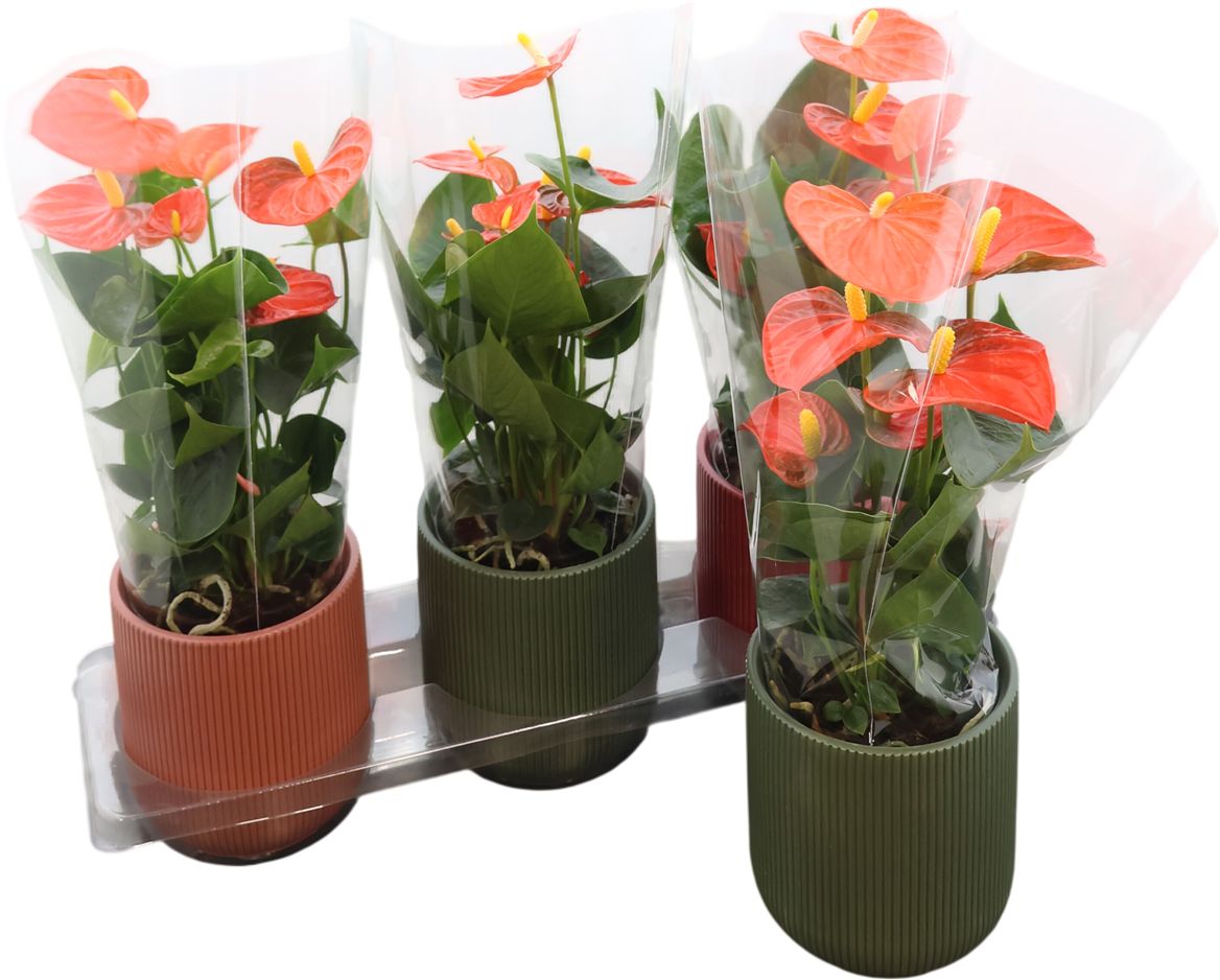 Anthurium An Grandiflora Keramiek