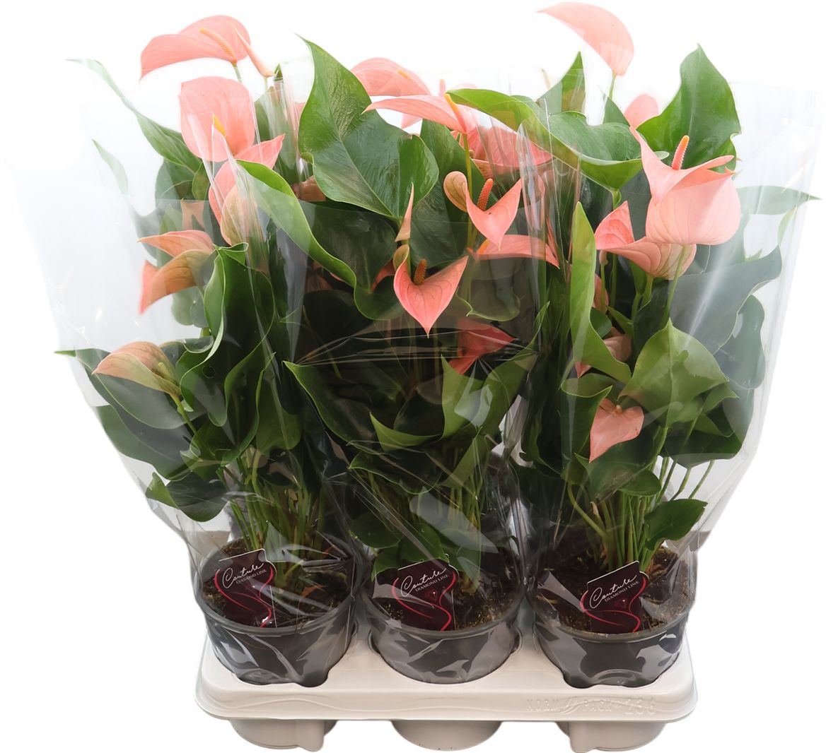 Anthurium An Festivo