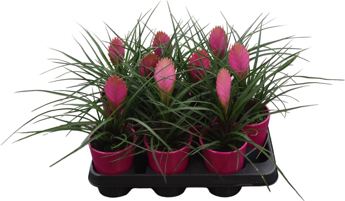 Till Cyanea Anita Keramiek Ribbel Roze