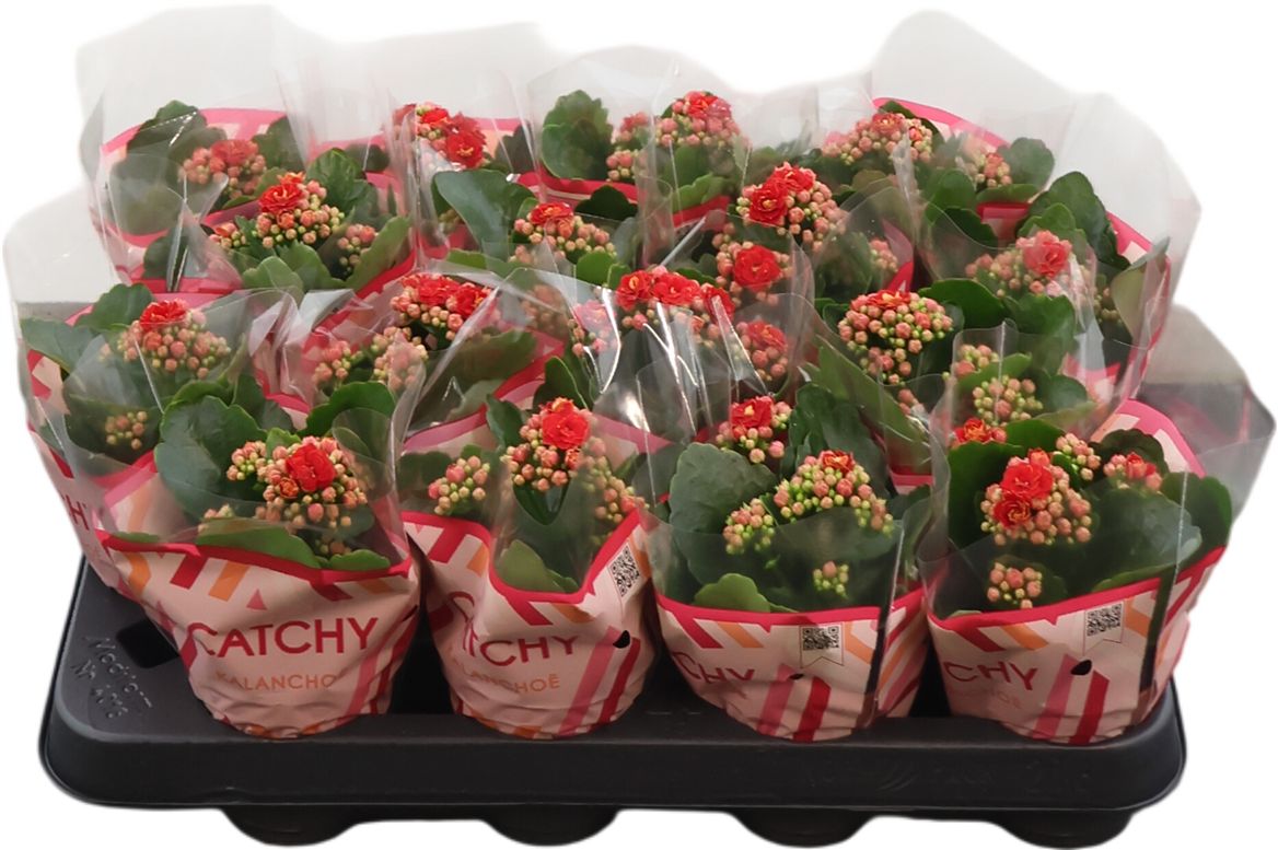 Kalanchoe Mini Gev Rood