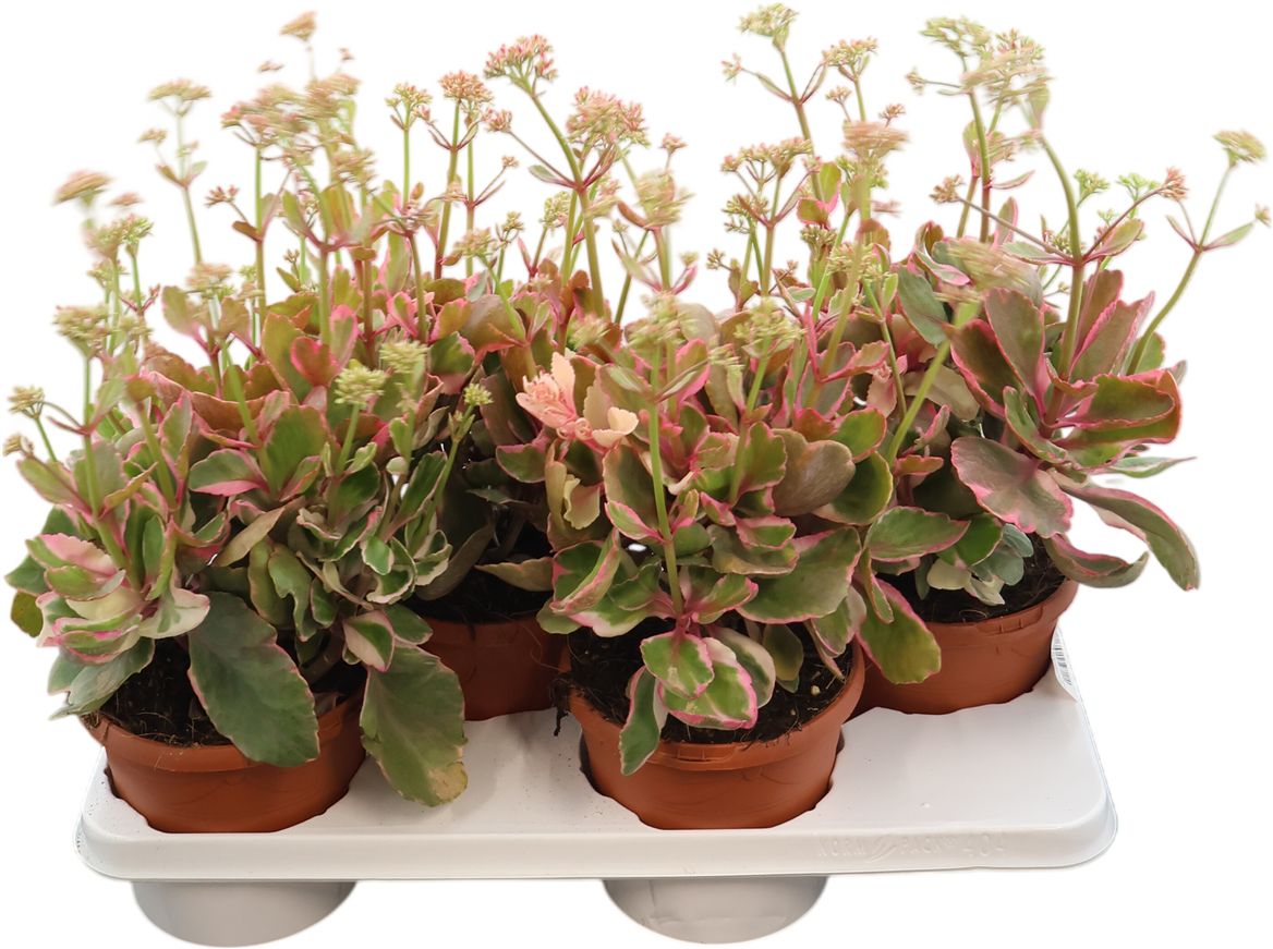 Kalanchoe Variegata Multicolor