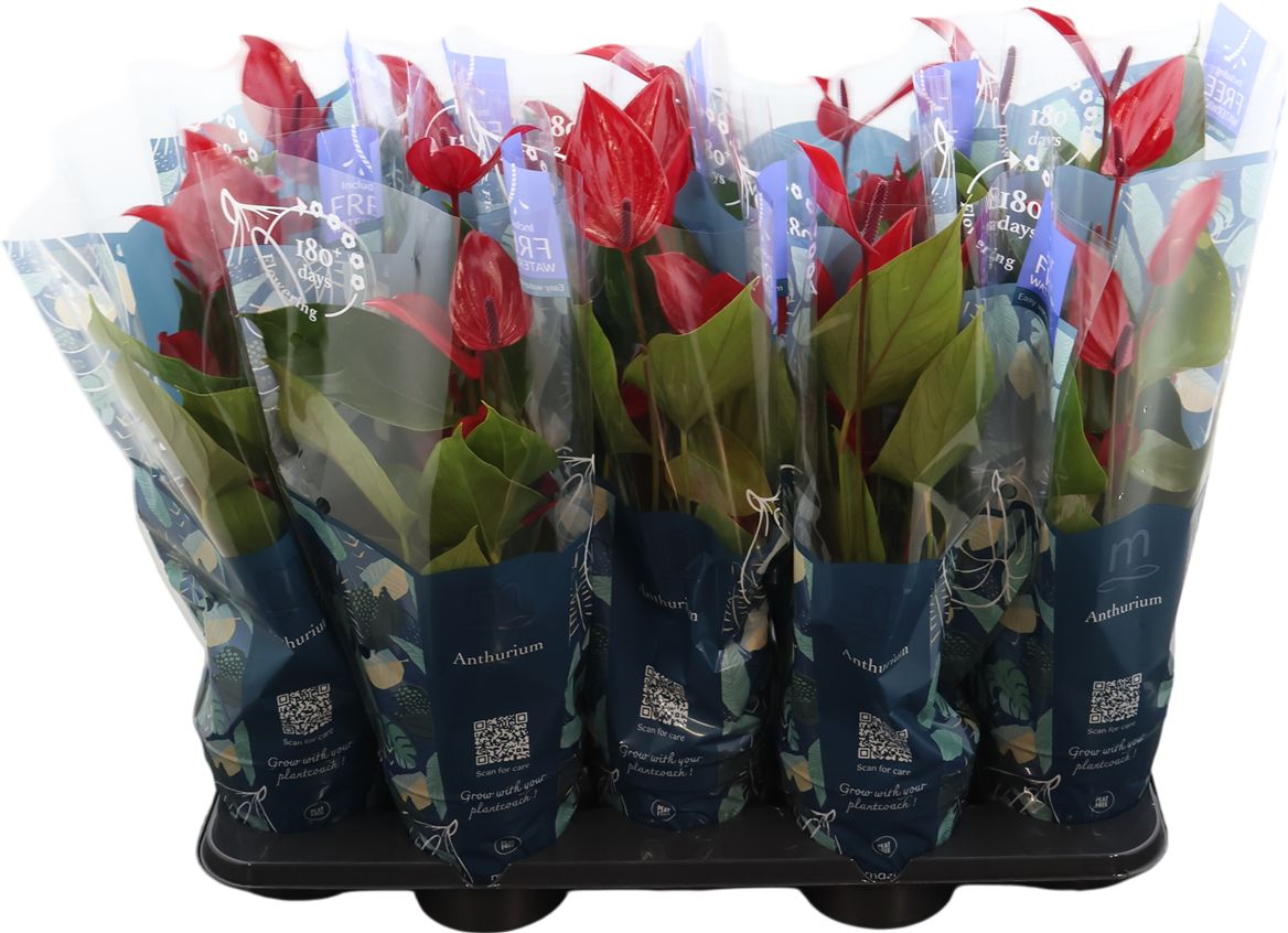 Anthurium An Banderola Lava