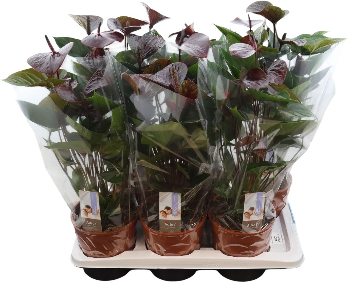 Anthurium An Adios Chocolate