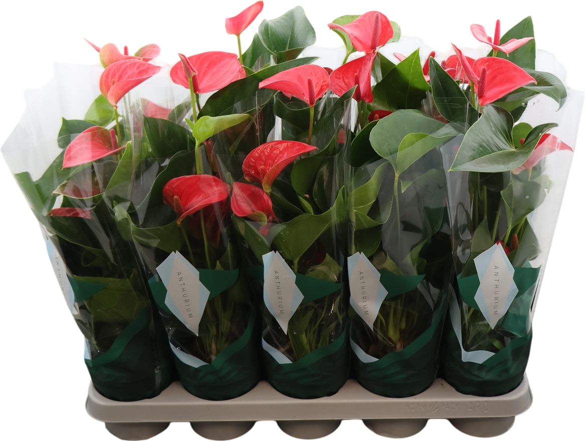 Anthurium An Sweet Dream