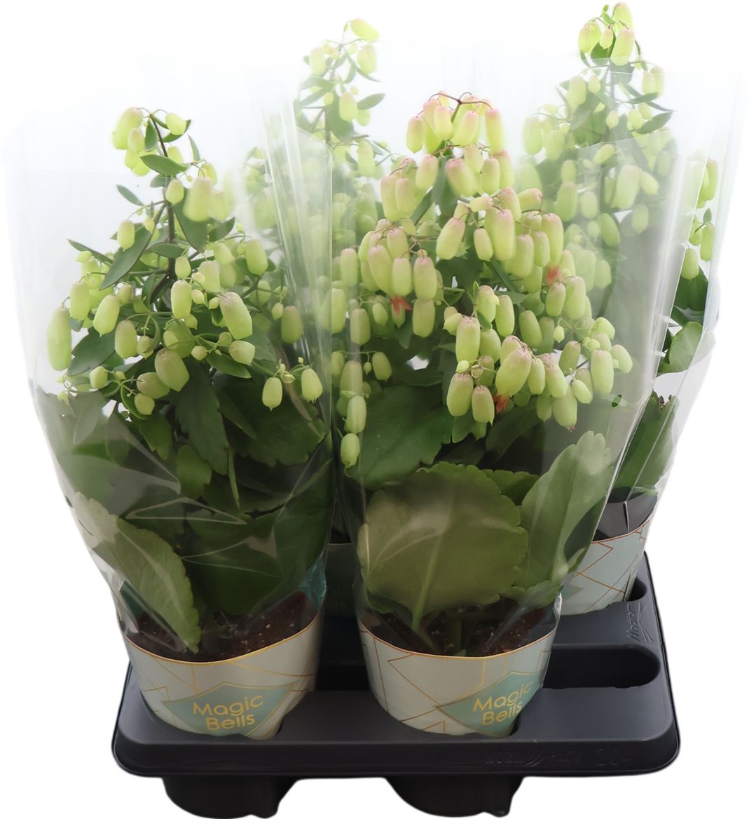Kalanchoe Magic Bells Potcover
