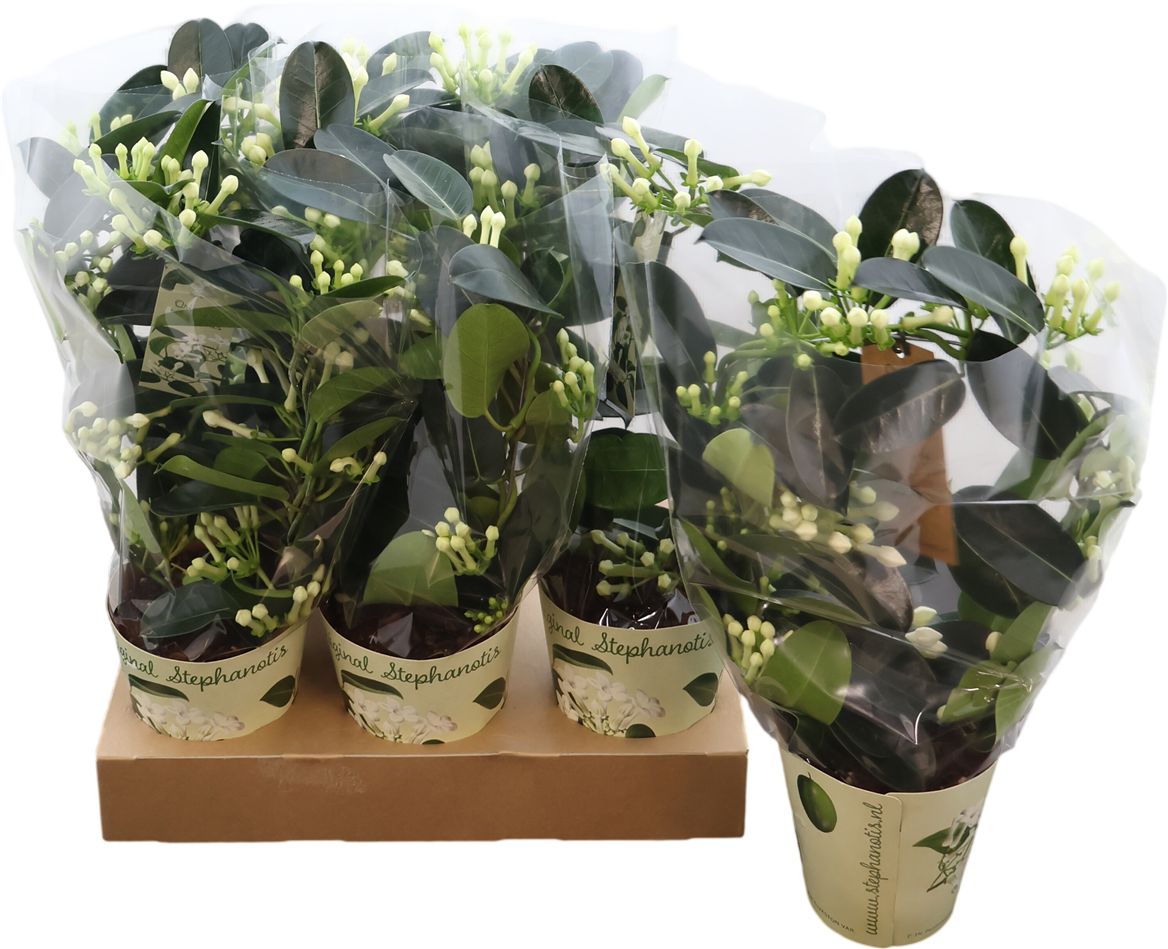 Steph Fl Boog 10-12 Tros Potcover Original