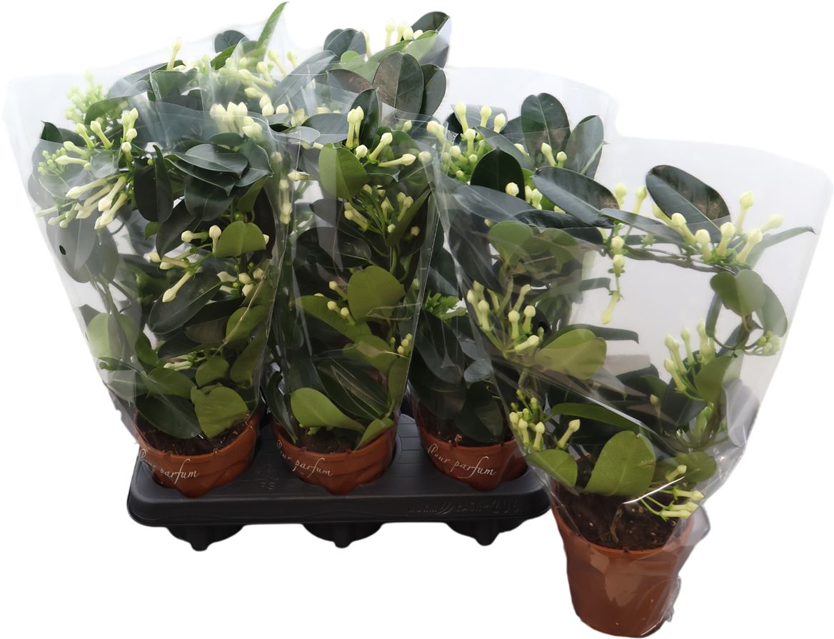 Steph Fl Boog 10-13 Tros