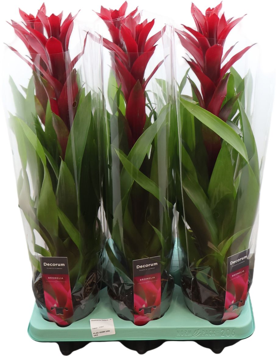 Guzmania Switch (decorum)
