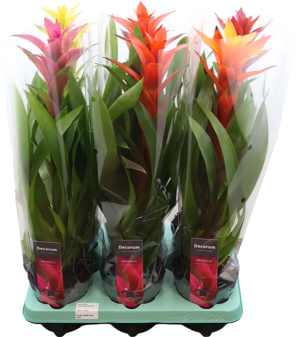 Guzmania Maima Mi (decorum)