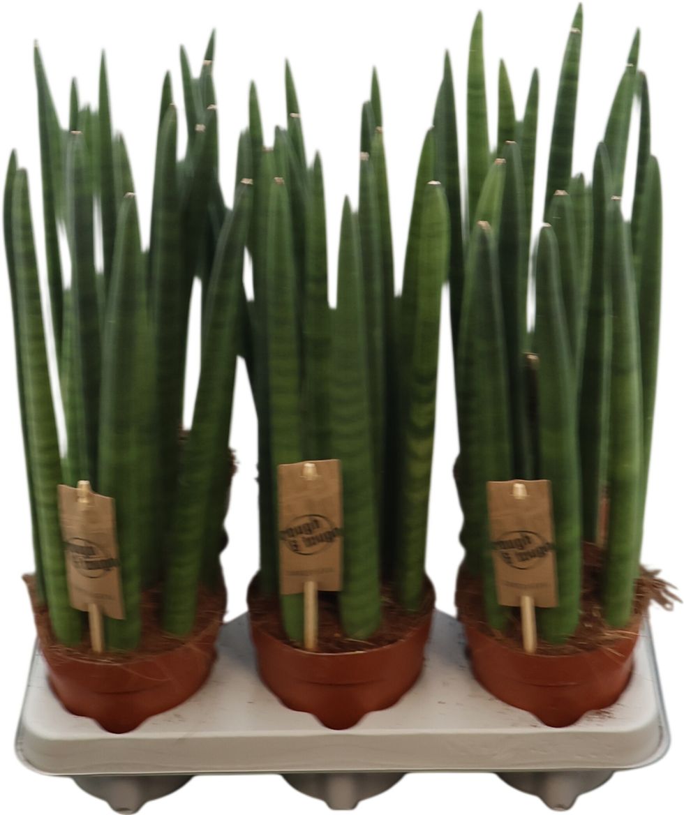 Sansevieria Straight