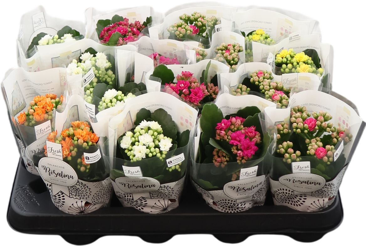 Kal Ge Rose Gem 5 Kl