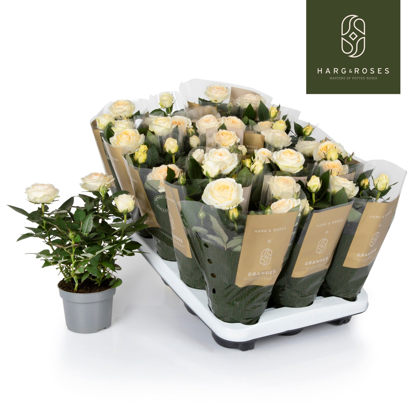 Rose Kordana Grande Belami