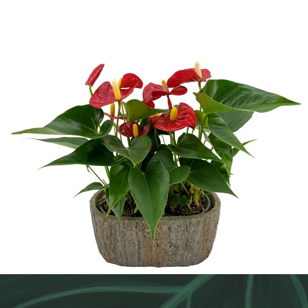 Anthurium An Aristo Keramiek Ovaal