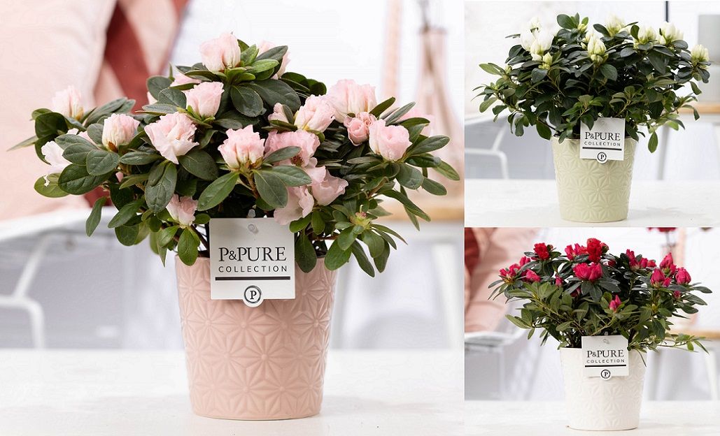 Rhodo Si Gemengd Keramiek Juliette