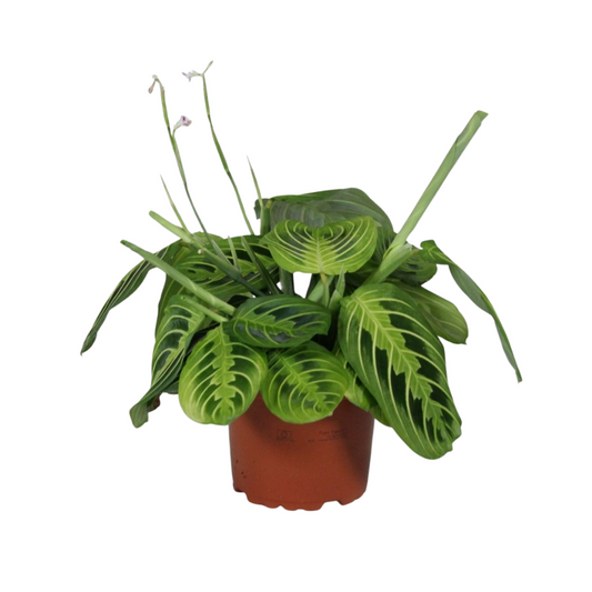 Maranta Leuconeura Fascinator Lemon Lime