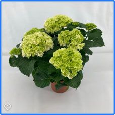 Hydrangea M Crystal Palace 5-7 Kop