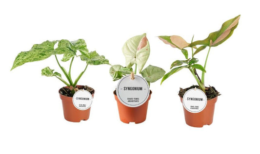 Syngonium Gemengd