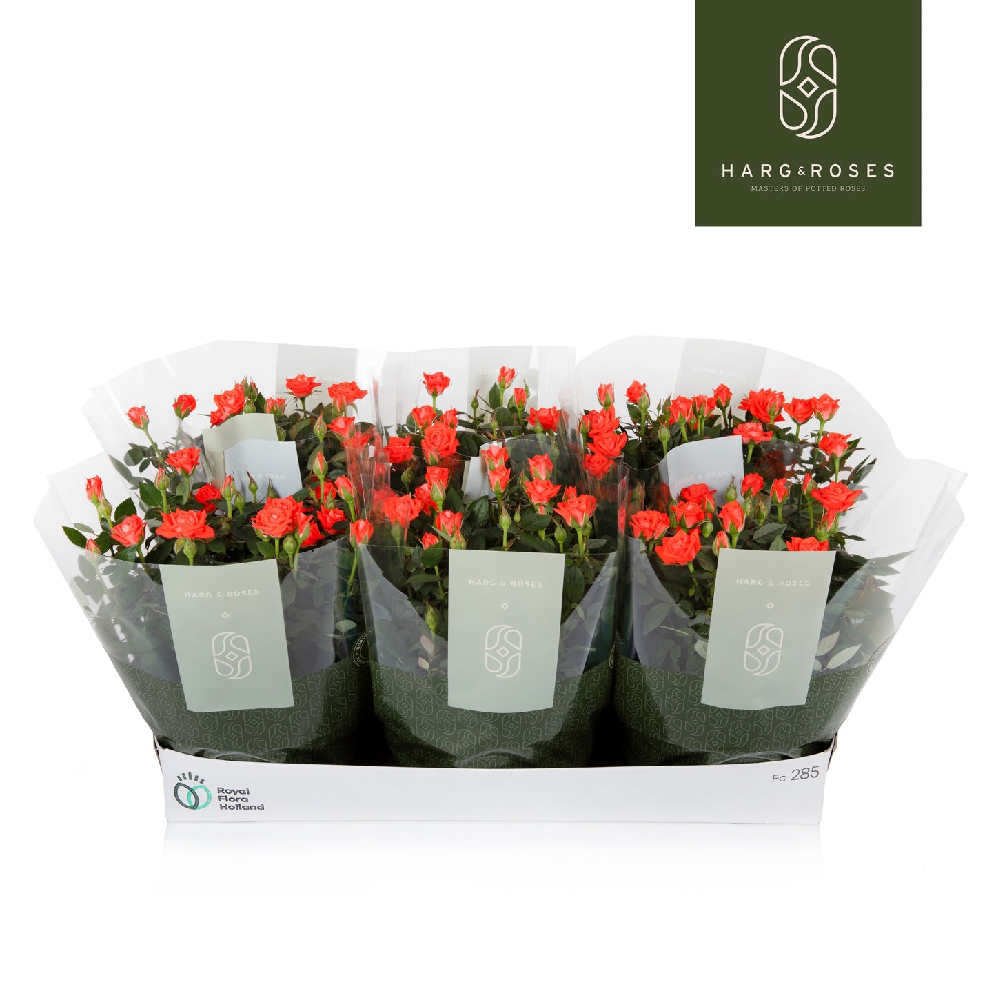 Rose Kordana Calibra