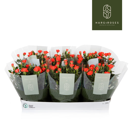 Rose Kordana Calibra