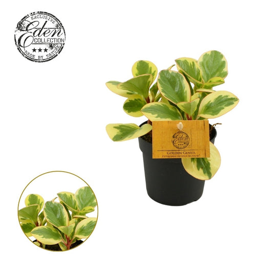 Pep Obtusifolia Obtipan Bicolor