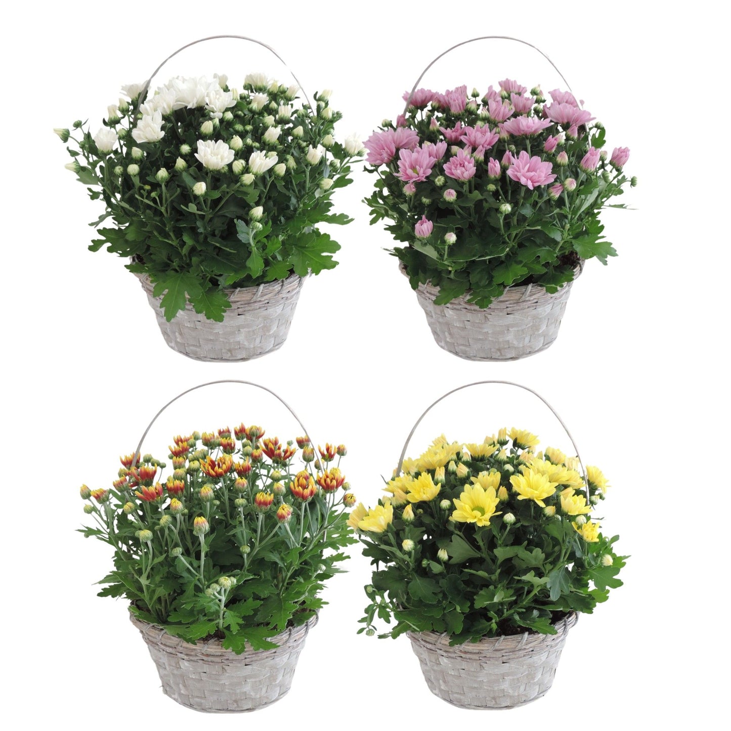 Chrysanthemum Gemengd Hengselmand