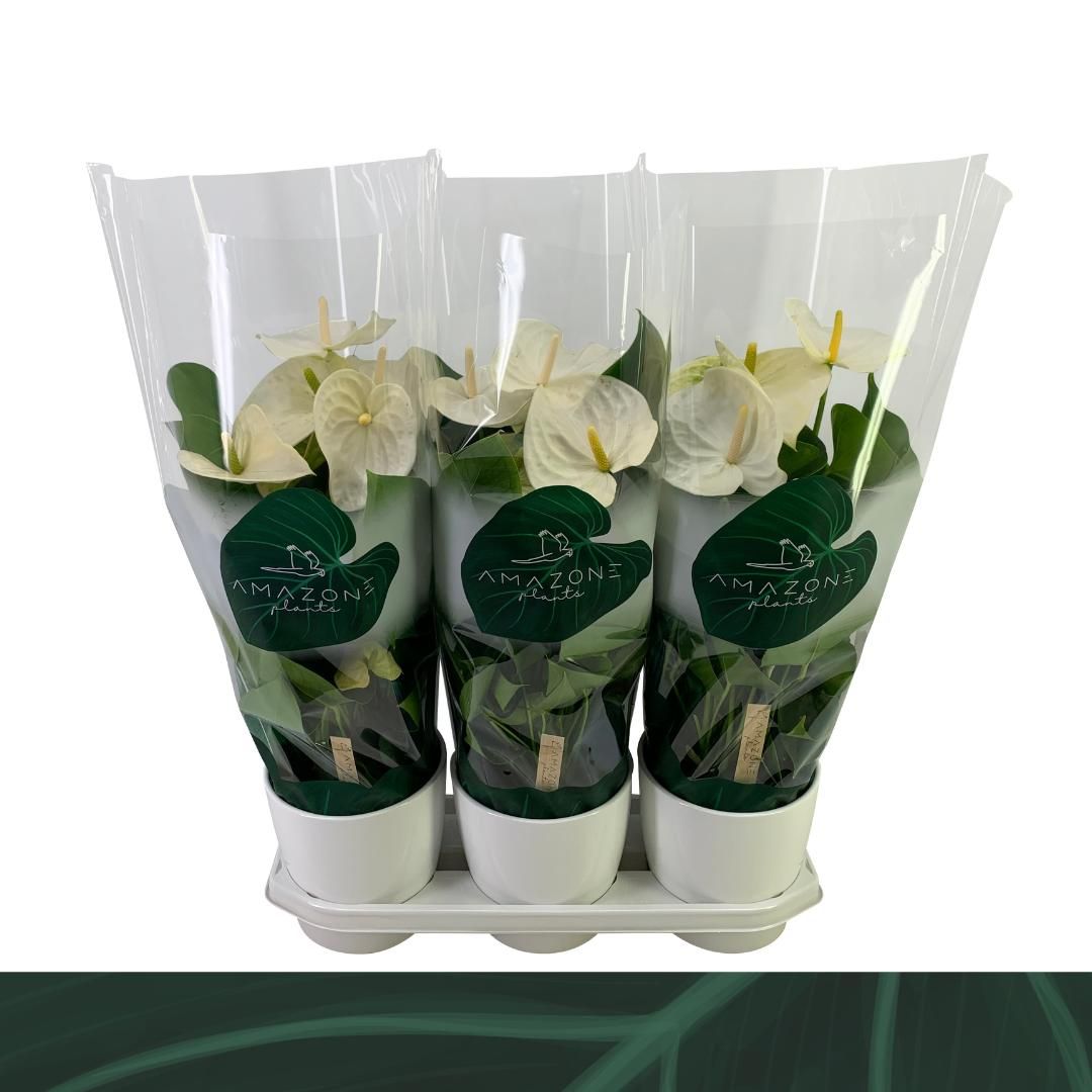 Anthurium An Samora Keramiek Wit